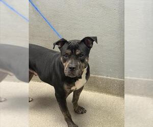 American Pit Bull Terrier-Unknown Mix Dogs for adoption in Las Vegas, NV, USA