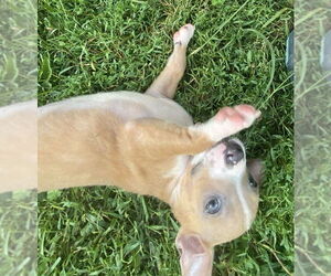 Australian Shepherd-Unknown Mix Dogs for adoption in Glen Haven, WI, USA