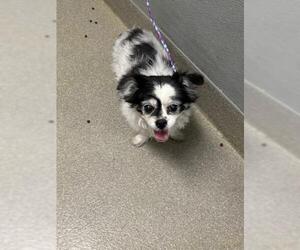 Papillon-Unknown Mix Dogs for adoption in Las Vegas, NV, USA