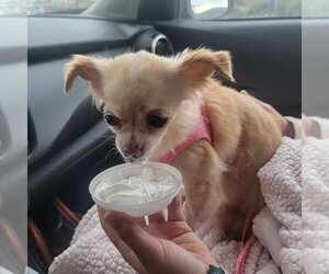 Chihuahua Dogs for adoption in Turlock, CA, USA