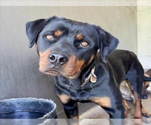 Rottweiler Dogs for adoption in San Bernardino, CA, USA