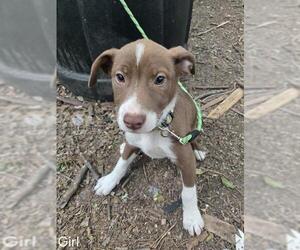 Mutt Dogs for adoption in San Antonio, TX, USA