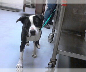 Mutt Dogs for adoption in Fayetteville, NC, USA