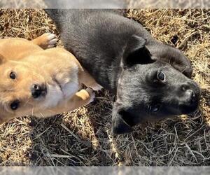 Pembroke Welsh Corgi-Unknown Mix Dogs for adoption in Prague, OK, USA