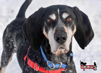 Bluetick Coonhound Dogs for adoption in Negaunee, MI, USA