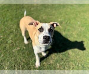 Labrador Retriever-Unknown Mix Dogs for adoption in Grovetown, GA, USA