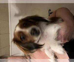 Schweenie Dogs for adoption in Grand Haven, MI, USA