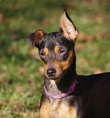Doxie-Pin Dogs for adoption in Houston, TX, USA