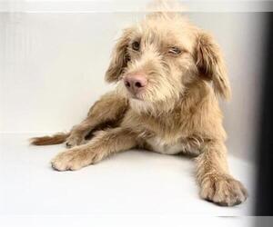 Cocker Spaniel-Unknown Mix Dogs for adoption in Houston, TX, USA