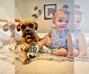 Mutt Dogs for adoption in Dumont, NJ, USA