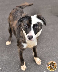 Border-Aussie Dogs for adoption in Mt Vernon, IN, USA