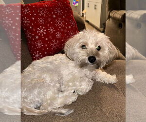 Mutt Dogs for adoption in Minneapolis, MN, USA