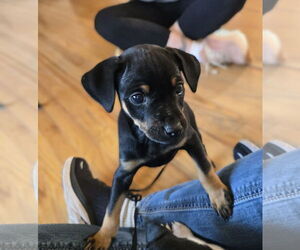 Rat-Cha Dogs for adoption in Belleuve, NE, USA