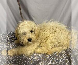 Maltese-Unknown Mix Dogs for adoption in Modesto, CA, USA