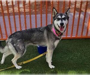 Siberian Husky-Unknown Mix Dogs for adoption in Las Vegas, NV, USA
