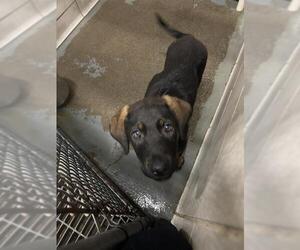 Rottweiler Dogs for adoption in Stockton, CA, USA