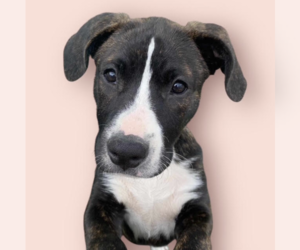 Labrador Retriever-Unknown Mix Dogs for adoption in Rockville, MD, USA