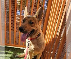German Shepherd Dog-Unknown Mix Dogs for adoption in Las Vegas, NV, USA