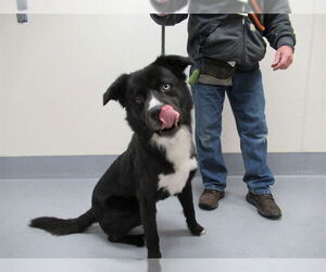 Border Collie-Unknown Mix Dogs for adoption in Louisville, KY, USA