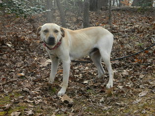 Medium Photo #1 Labrador Retriever Puppy For Sale in Randleman, NC, USA