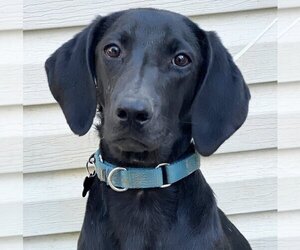 Labrador Retriever-Unknown Mix Dogs for adoption in Springfield, VA, USA