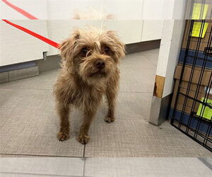 Poocan Dogs for adoption in Rancho Cucamonga, CA, USA