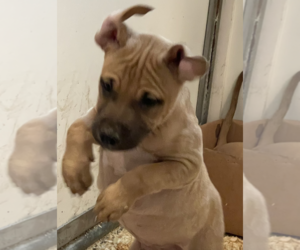American Staffordshire Terrier-Boxer Mix Dogs for adoption in Unionville, PA, USA