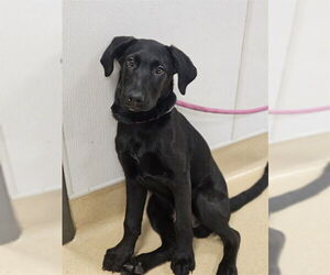 Labrador Retriever-Unknown Mix Dogs for adoption in Placerville, CA, USA