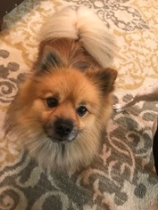 Medium Photo #1 Pomeranian-Unknown Mix Puppy For Sale in Charlotte, NC, USA