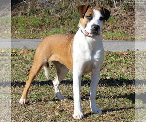 Boxer-Unknown Mix Dogs for adoption in Prattville, AL, USA
