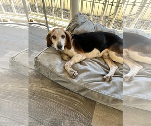 Beagle Dogs for adoption in Las Vegas, NV, USA