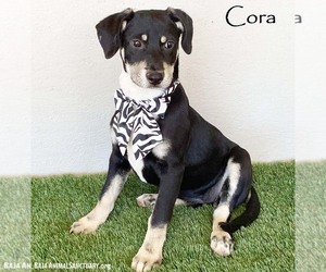 Australian Kelpie-Labrador Retriever Mix Dogs for adoption in San Diego, CA, USA