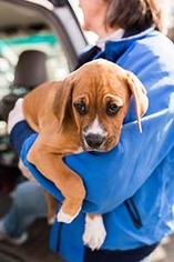 Boxador Dogs for adoption in Chantilly, VA, USA
