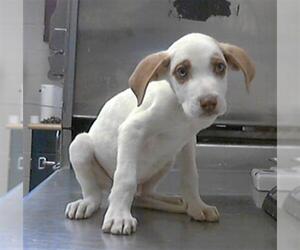 Great Dane-Labrador Retriever Mix Dogs for adoption in Fayetteville, NC, USA