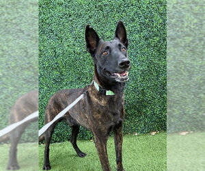 Mutt Dogs for adoption in Naples, FL, USA