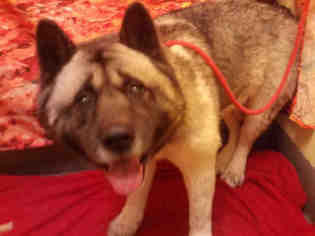 Medium Photo #1 Akita Puppy For Sale in Forestville, MD, USA