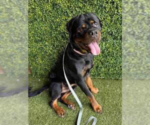 Rottweiler Dogs for adoption in Naples, FL, USA