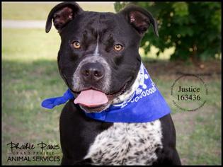 American Pit Bull Terrier Dogs for adoption in Grand Prairie, TX, USA