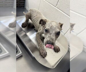 American Pit Bull Terrier-Unknown Mix Dogs for adoption in San Bernardino, CA, USA