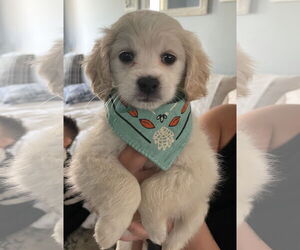 Cocker Spaniel-Unknown Mix Dogs for adoption in Phoenix, AZ, USA