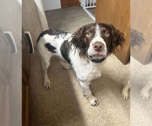 Brittany Dogs for adoption in Curwensville, PA, USA