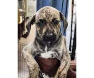 Mutt Dogs for adoption in Royal Palm Beach, FL, USA