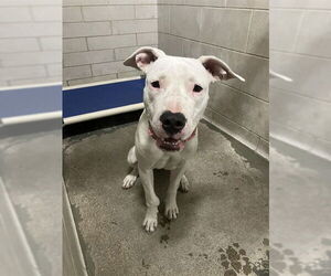 Dogo Argentino Dogs for adoption in Stockton, CA, USA