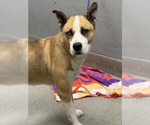 Akita-Unknown Mix Dogs for adoption in Las Vegas, NV, USA