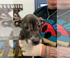American Staffordshire Terrier-Unknown Mix Dogs for adoption in Corpus Christi, TX, USA