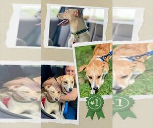 Labrador Retriever-Unknown Mix Dogs for adoption in columbia, SC, USA