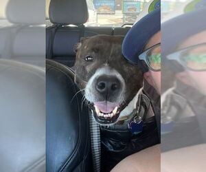 Bullboxer Pit Dogs for adoption in Winter Park, CO, USA
