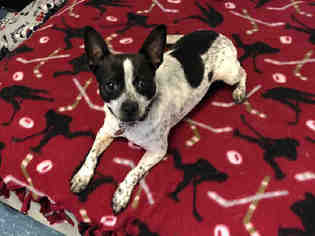 Rat Terrier Dogs for adoption in Hampton Bays, NY, USA