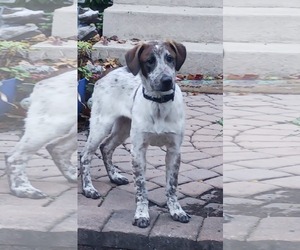 Mutt Dogs for adoption in Uwchlan, PA, USA