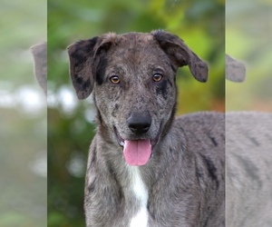 Catahoula Leopard Dog Dogs for adoption in Newport, KY, USA